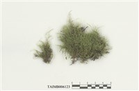 藏品(鋸葉麻羽苔)的圖片